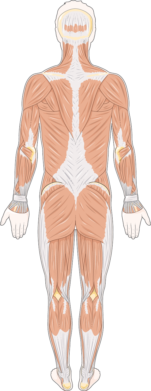 Back body muscles