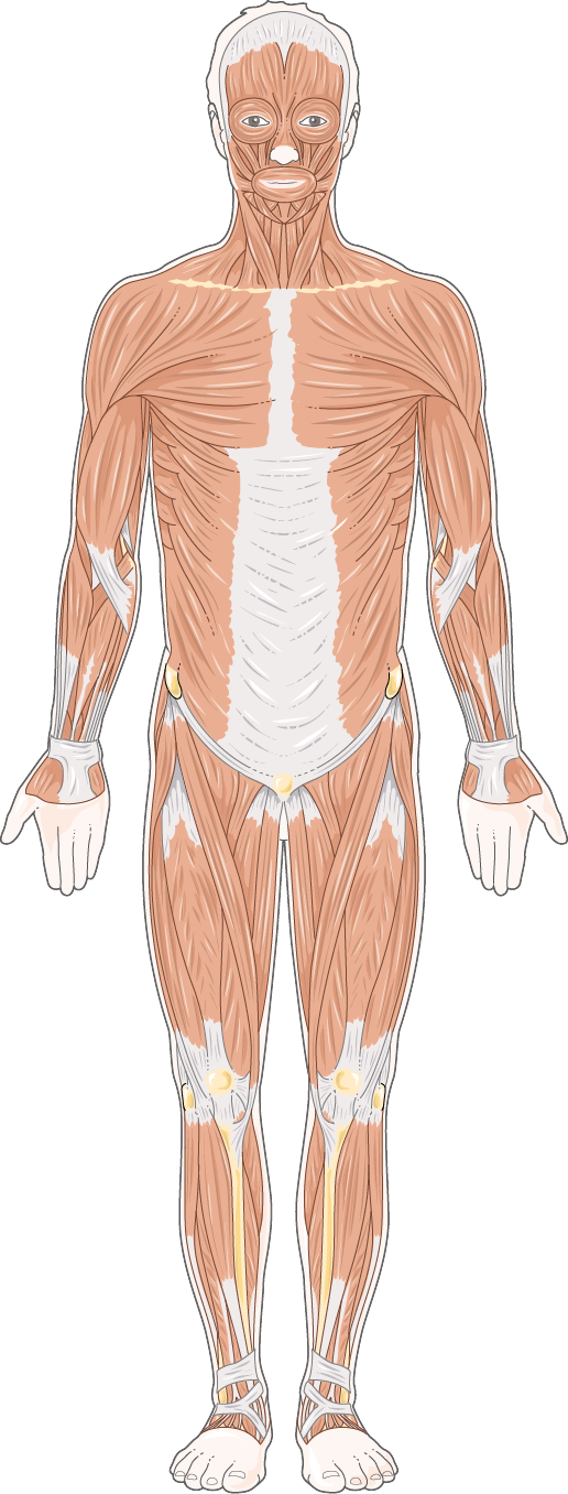 Front body muscles